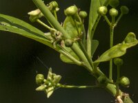 Euonymus europaeus 74, Wilde kardinaalsmuts, Saxifraga-Jan van der Straaten
