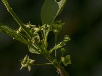 Euonymus europaeus 79, Wilde kardinaalsmuts, Saxifraga-Jan van der Straaten