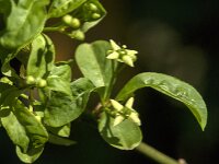 Euonymus europaeus 80, Wilde kardinaalsmuts, Saxifraga-Jan van der Straaten