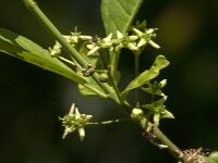 Euonymus europaeus 82, Wilde kardinaalsmuts, Saxifraga-Jan van der Straaten