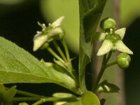 Euonymus europaeus 84, Wilde kardinaalsmuts, Saxifraga-Jan van der Straaten
