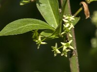 Euonymus europaeus 86, Wilde kardinaalsmuts, Saxifraga-Jan van der Straaten