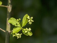 Euonymus europaeus 87, Wilde kardinaalsmuts, Saxifraga-Jan van der Straaten