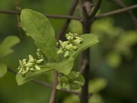 Euonymus europaeus 89, Wilde kardinaalsmuts, Saxifraga-Jan van der Straaten