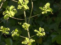 Euonymus europaeus 90, Wilde kardinaalsmuts, Saxifraga-Jan van der Straaten