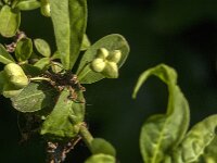 Euonymus europaeus 92, Wilde kardinaalsmuts, Saxifraga-Jan van der Straaten