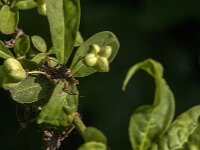 Euonymus europaeus 93, Wilde kardinaalsmuts, Saxifraga-Jan van der Straaten