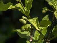 Euonymus europaeus 95, Wilde kardinaalsmuts, Saxifraga-Jan van der Straaten