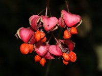 Euonymus latifolia 1, Saxifraga-Rutger Barendse