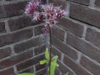 Eupatorium purpureum 4, Purper leverkruid, Saxifraga-Ed Stikvoort