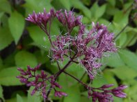 Eupatorium purpureum 5, Purper leverkruid, Saxifraga-Ed Stikvoort