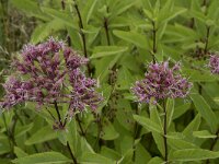 Eupatorium purpureum 7, Purper leverkruid, Saxifraga-Willem van Kruijsbergen