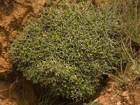 Euphorbia acanthothamnos 12, Saxifraga-Willem van Kruijsbergen