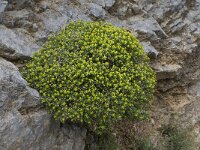 Euphorbia acanthothamnos 16, Saxifraga-Willem van Kruijsbergen