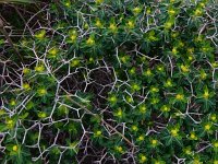 Euphorbia acanthothamnos 17, Saxifraga-Peter Meininger