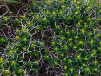 Euphorbia acanthothamnos 18, Saxifraga-Peter Meininger
