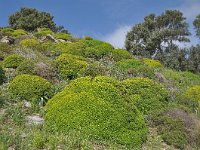 Euphorbia acanthothamnos 19, Saxifraga-Harry Jans