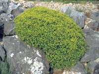Euphorbia acanthothamnos 2, Saxifraga-Jan van der Straten