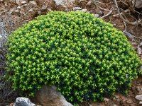 Euphorbia acanthothamnos 20, Saxifraga-Harry Jans