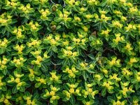 Euphorbia acanthothamnos 21, Saxifraga-Harry Jans