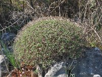 Euphorbia acanthothamnos 23, Saxifraga-Harry Jans