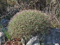 Euphorbia acanthothamnos 23, Saxifraga-Harry Jans