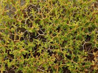 Euphorbia acanthothamnos 24, Saxifraga-Harry Jans
