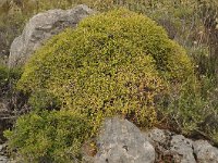 Euphorbia acanthothamnos 25, Saxifraga-Harry Jans