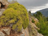 Euphorbia acanthothamnos 26, Saxifraga-Harry Jans