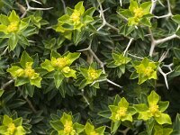 Euphorbia acanthothamnos 4, Saxifraga-Jan van der Straaten