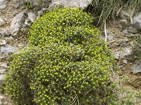 Euphorbia acanthothamnos 6, Saxifraga-Jan van der Straaten