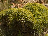 Euphorbia acanthothamnos 9, Saxifraga-Willem van Kruijsbergen