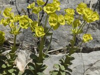 Euphorbia amygdaloides, Wood Spurge