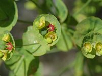 Euphorbia amygdaloides 2, Amandelwolfsmelk, Saxifraga-Marijke Verhagen