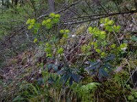 Euphorbia amygdaloides 26, Amandelwolfsmelk, Saxifraga-Ed Stikvoort