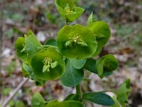 Euphorbia amygdaloides 27, Amandelwolfsmelk, Saxifraga-Ed Stikvoort