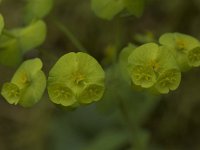 Euphorbia amygdaloides 5, Amandelwolfsmelk, Saxifraga-Willem van Kruijsbergen