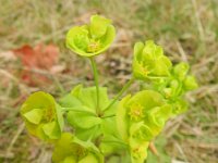 Euphorbia amygdaloides 9, Amandelwolfsmelk, Saxifraga-Rutger Barendse