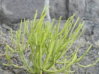 Euphorbia aphylla 1, Saxifraga-Rutger Barendse