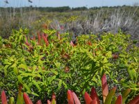 Euphorbia baetica 2, Saxifraga-Ed Stikvoort