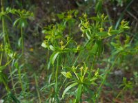Euphorbia baetica 3, Saxifraga-Ed Stikvoort