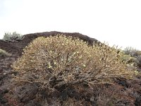 Euphorbia balsamifera 1, Saxifraga-Dirk Hilbers