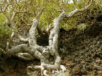Euphorbia balsamifera 14, Saxifraga-Hans Grotenhuis