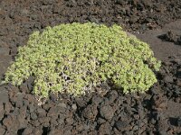 Euphorbia balsamifera 15, Saxifraga-Hans Grotenhuis