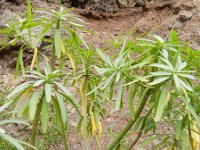 Euphorbia balsamifera 2, Saxifraga-Rutger Barendse