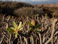 Euphorbia balsamifera ssp balsamifera 4, Saxifraga-Ed Stikvoort