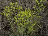 Euphorbia biumbellata 3, Saxifraga-Willem van Kruijsbergen