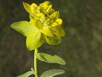 Euphorbia brittingeri 10 Wrattige wolfsmelk, Saxifraga-Jan van der Straaten