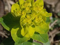 Euphorbia brittingeri 11, Wrattige wolfsmelk, Saxifraga-Jan van der Straaten