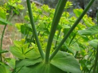 Euphorbia brittingeri 15, Wrattige wolfsmelk, Saxifraga-Rutger Barendse